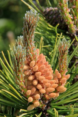 Yeni bir çam çiçeğinin üzerindeki sarı polen. Haziranda kozalaklı ağaçtan sarı çam kozalakları