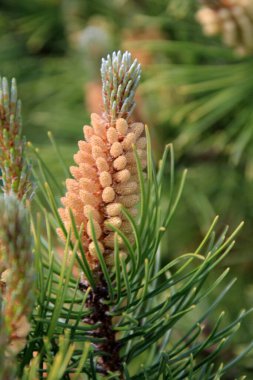 Yeni bir çam çiçeğinin üzerindeki sarı polen. Haziranda kozalaklı ağaçtan sarı çam kozalakları