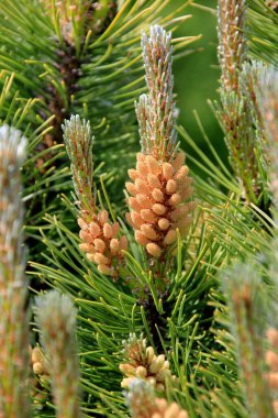 Yeni bir çam çiçeğinin üzerindeki sarı polen. Haziranda kozalaklı ağaçtan sarı çam kozalakları