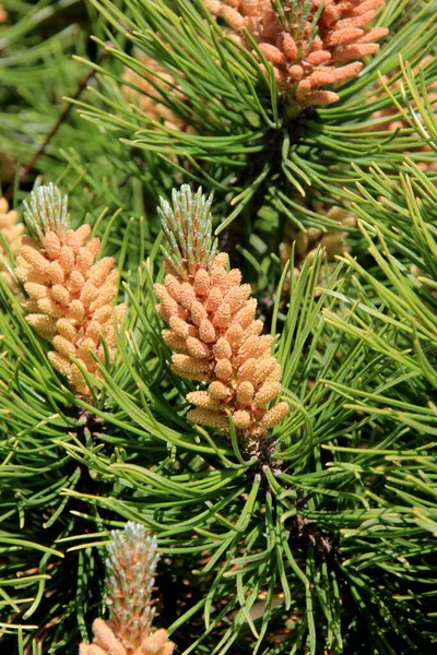 Gelbe Pollen Auf Einer Neuen Kiefernblüte Gelbe Tannenzapfen Vom Nadelbaum — Stockfoto