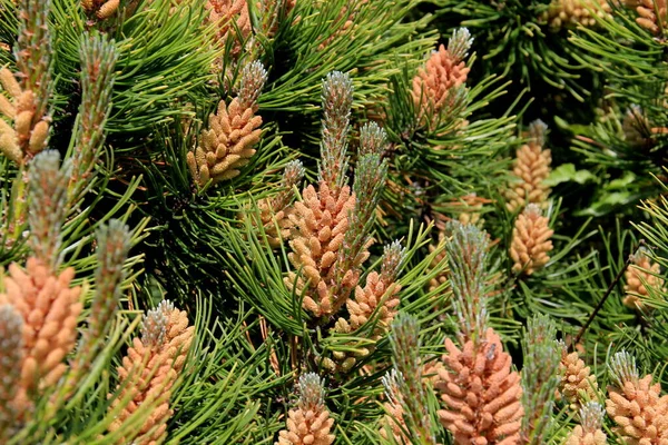 Gelbe Pollen Auf Einer Neuen Kiefernblüte Gelbe Tannenzapfen Vom Nadelbaum — Stockfoto