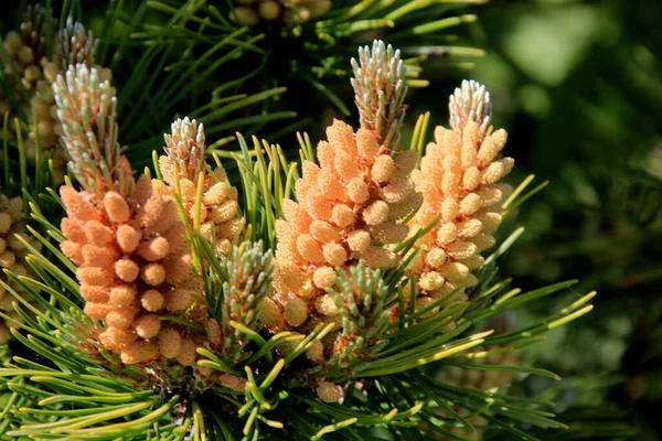 Gele Pollen Een Nieuwe Dennenbloesem Gele Dennenappels Van Naaldboom Juni — Stockfoto