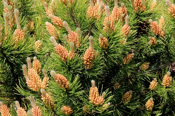 Gele Pollen Een Nieuwe Dennenbloesem Gele Dennenappels Van Naaldboom Juni — Stockfoto