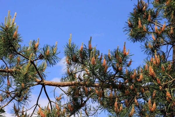 Gele Pollen Een Nieuwe Dennenbloesem Gele Dennenappels Van Naaldboom Juni — Stockfoto