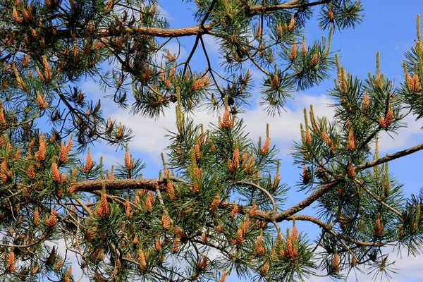 Yellow Pollen New Pine Blossom Yellow Pine Cones Coniferous Tree — Stock Photo, Image