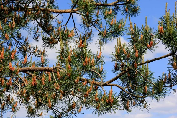 Sárga Pollen Egy Fenyővirágon Sárga Fenyőtoboz Tűlevelű Fáról Júniusban — Stock Fotó