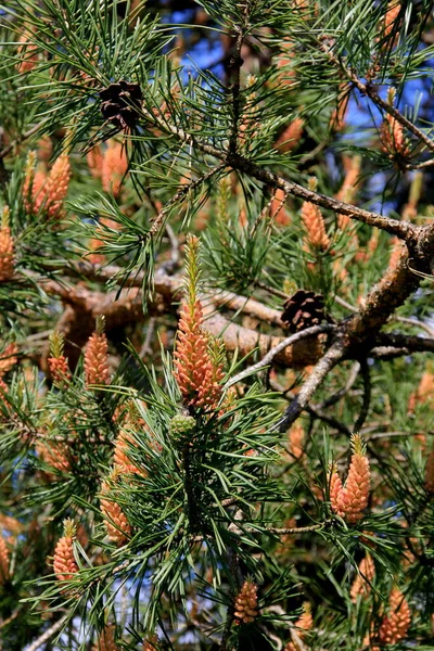 新しい松の花に黄色の花粉 6月の針葉樹から黄色の松のコーン — ストック写真