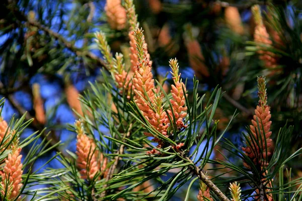Yeni bir çam çiçeğinin üzerindeki sarı polen. Haziranda kozalaklı ağaçtan sarı çam kozalakları