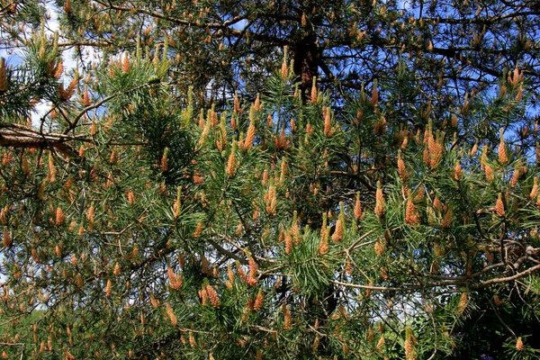 新しい松の花に黄色の花粉 6月の針葉樹から黄色の松のコーン — ストック写真