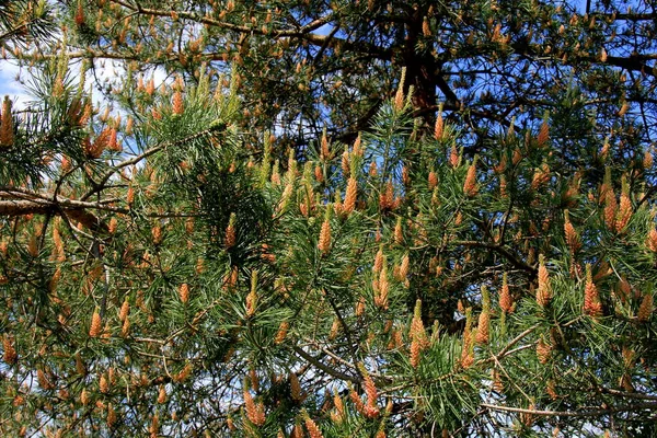 Sárga Pollen Egy Fenyővirágon Sárga Fenyőtoboz Tűlevelű Fáról Júniusban — Stock Fotó