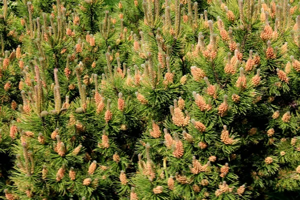 Yellow Pollen New Pine Blossom Yellow Pine Cones Coniferous Tree Royalty Free Stock Images