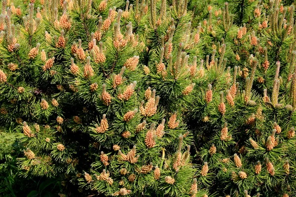 Yellow Pollen New Pine Blossom Yellow Pine Cones Coniferous Tree Royalty Free Stock Images