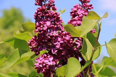 Mor leylak, şırınga, kabalık. Leylak çiçekleri.