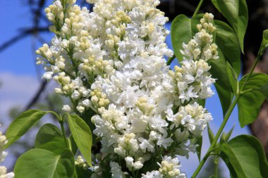 Yaz boyunca çalılıklarda beyaz leylak çiçek açar. Şırınga beyaz akıntısı