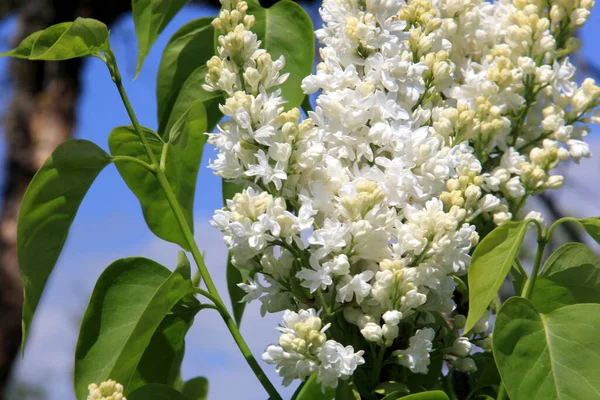 Yaz boyunca çalılıklarda beyaz leylak çiçek açar. Şırınga beyaz akıntısı