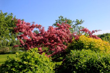 Bir çiftlik bahçesinde çiçek açmış dekoratif bir elma. Pembe çiçekli elma ağacı