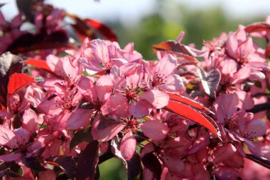 Bir çiftlik bahçesinde çiçek açmış dekoratif bir elma. Pembe çiçekli elma ağacı
