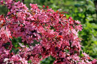 Bir çiftlik bahçesinde çiçek açmış dekoratif bir elma. Pembe çiçekli elma ağacı