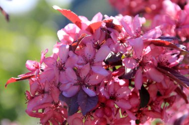 Bir çiftlik bahçesinde çiçek açmış dekoratif bir elma. Pembe çiçekli elma ağacı