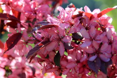Bir çiftlik bahçesinde çiçek açmış dekoratif bir elma. Pembe çiçekli elma ağacı