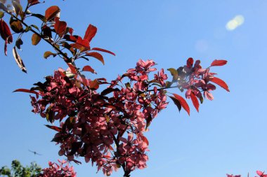 Bir çiftlik bahçesinde çiçek açmış dekoratif bir elma. Pembe çiçekli elma ağacı