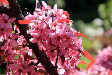 Bir çiftlik bahçesinde çiçek açmış dekoratif bir elma. Pembe çiçekli elma ağacı