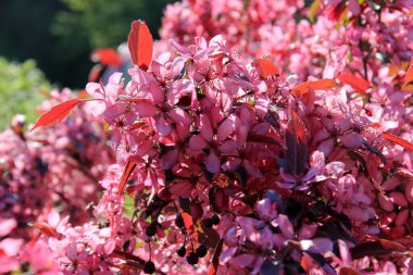 Bir çiftlik bahçesinde çiçek açmış dekoratif bir elma. Pembe çiçekli elma ağacı