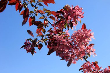 Bir çiftlik bahçesinde çiçek açmış dekoratif bir elma. Pembe çiçekli elma ağacı