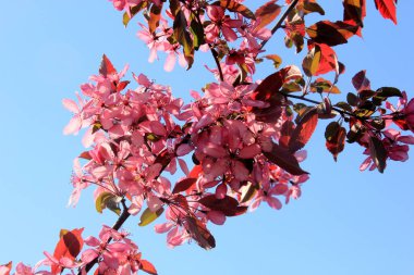 Bir çiftlik bahçesinde çiçek açmış dekoratif bir elma. Pembe çiçekli elma ağacı