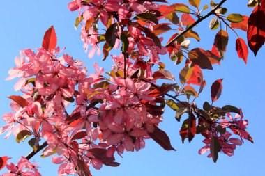 Bir çiftlik bahçesinde çiçek açmış dekoratif bir elma. Pembe çiçekli elma ağacı