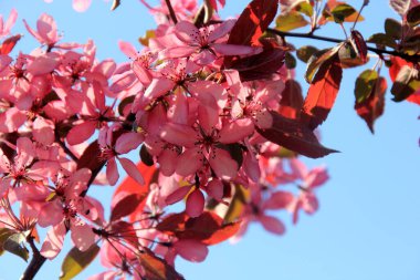 Bir çiftlik bahçesinde çiçek açmış dekoratif bir elma. Pembe çiçekli elma ağacı