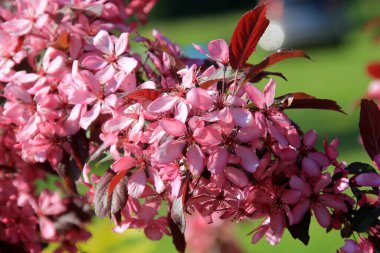 Bir çiftlik bahçesinde çiçek açmış dekoratif bir elma. Pembe çiçekli elma ağacı
