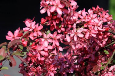 Bir çiftlik bahçesinde çiçek açmış dekoratif bir elma. Pembe çiçekli elma ağacı