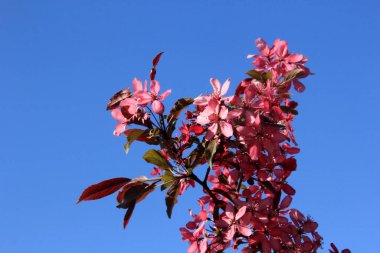 Bir çiftlik bahçesinde çiçek açmış dekoratif bir elma. Pembe çiçekli elma ağacı