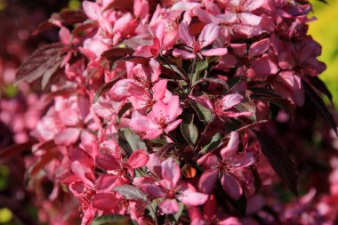 Bir çiftlik bahçesinde çiçek açmış dekoratif bir elma. Pembe çiçekli elma ağacı