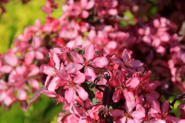 Bir çiftlik bahçesinde çiçek açmış dekoratif bir elma. Pembe çiçekli elma ağacı
