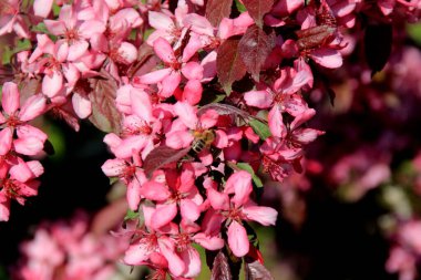 Bir çiftlik bahçesinde çiçek açmış dekoratif bir elma. Pembe çiçekli elma ağacı