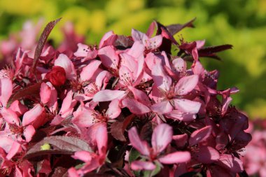 Bir çiftlik bahçesinde çiçek açmış dekoratif bir elma. Pembe çiçekli elma ağacı