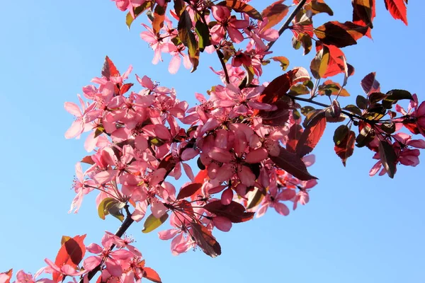 Bir çiftlik bahçesinde çiçek açmış dekoratif bir elma. Pembe çiçekli elma ağacı