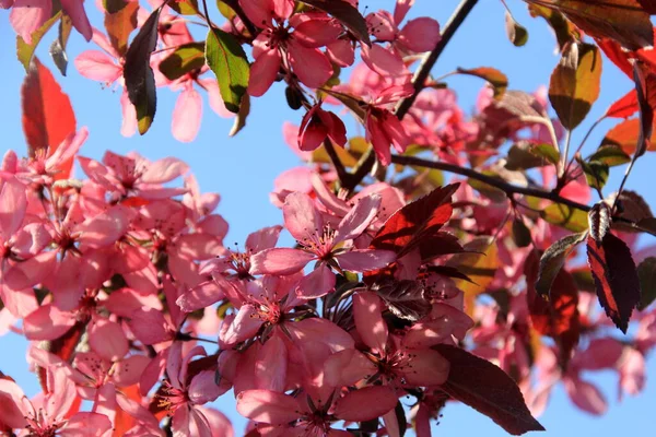 Декоративне Яблуко Повному Розквіті Фермерського Саду Яблуня Рожевими Квітами — стокове фото