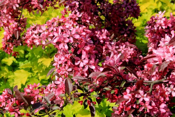 Decorative Apple Full Bloom Farm Garden Apple Tree Pink Flowers — Stock Photo, Image