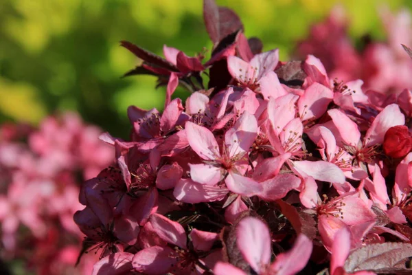 Bir çiftlik bahçesinde çiçek açmış dekoratif bir elma. Pembe çiçekli elma ağacı