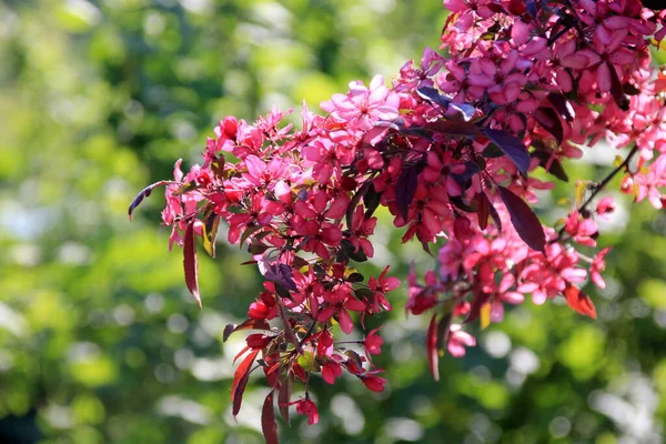 Zierapfel Voller Blüte Einem Bauerngarten Apfelbaum Mit Rosa Blüten — Stockfoto