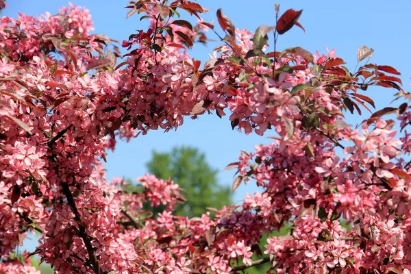 Декоративне Яблуко Повному Розквіті Фермерського Саду Яблуня Рожевими Квітами — стокове фото