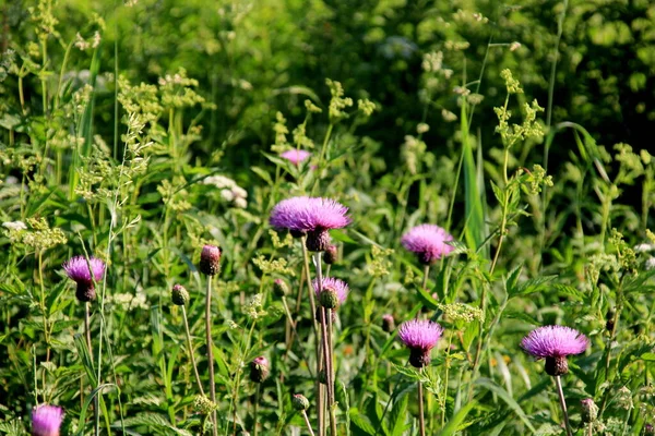 Flores Color Púrpura Shaggy Cirsium Arvense Prado Verano Cirsium Arvense —  Fotos de Stock