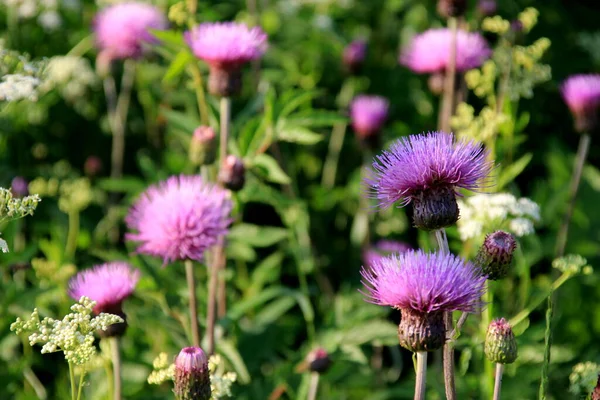 Purple Shaggy Flowers Cirsium Arvense Summer Meadow Cirsium Arvense Flowers — Stock Photo, Image