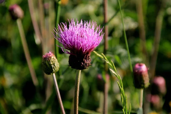 Cirsium 'un mor tüylü çiçekleri bir yaz çayırında ortaya çıkar. Cirsium arvense çiçekleri yakın - kapalı