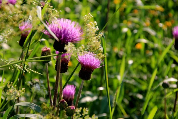 Flores Color Púrpura Shaggy Cirsium Arvense Prado Verano Cirsium Arvense —  Fotos de Stock