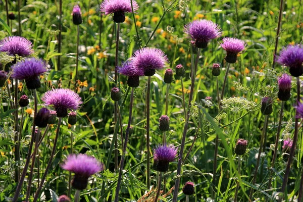 Flores Color Púrpura Shaggy Cirsium Arvense Prado Verano Cirsium Arvense —  Fotos de Stock