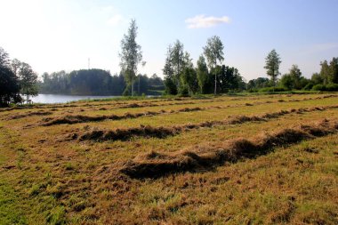 Altın çayırlarda sarı saman hasat ediliyor. Güneşin altında kuruyan bir yaz tarlasında taze kesilmiş saman sıraları.